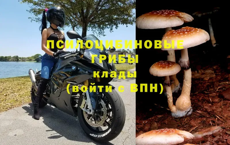 где найти   Курчатов  Псилоцибиновые грибы MAGIC MUSHROOMS 